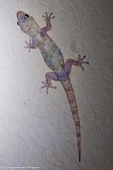 Hemidactylus mabouia