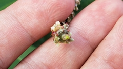 Melanopsichium pennsylvanicum