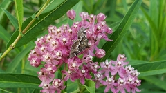 Hymeniini