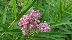 Hymeniini