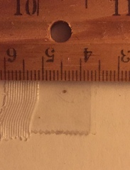 Amblyomma americanum