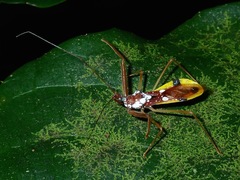 Epidaus famulus