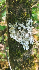 Parmelina