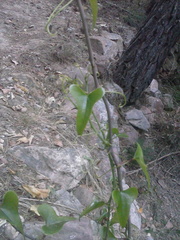 Smilax aspera