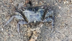 Metopograpsus frontalis