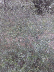 Viburnum tinus