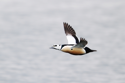 Steller's Eider (Polysticta stelleri)