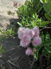 Angiospermae