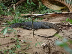 Varanus salvator salvator