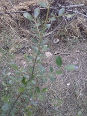 Viburnum tinus