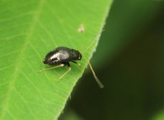 Halticini