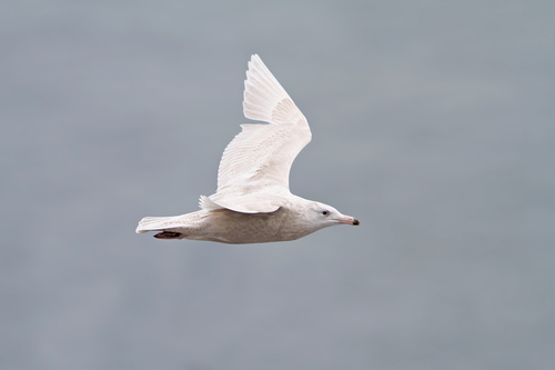 Gavión hiperbóreo (Larus hyperboreus)