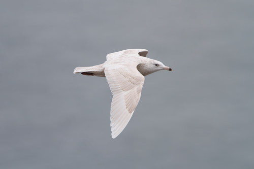 Gavión Hiperbóreo (Larus hyperboreus)
