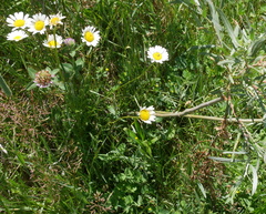 Erigeron compositus
