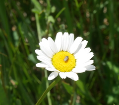 Erigeron compositus