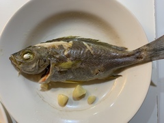 Johnius distinctus