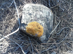 Xanthoria