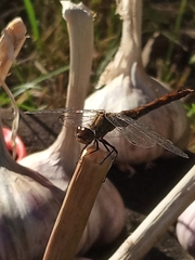 Sympetrum sanguineum