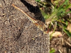 Sympetrum sanguineum