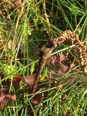 Sympetrum sanguineum