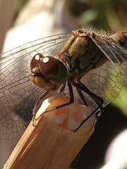 Sympetrum sanguineum