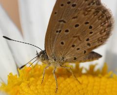 Zizeeria knysna