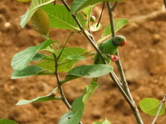 Psittacula calthrapae