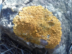 Xanthoria