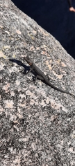 Hemicordylus capensis