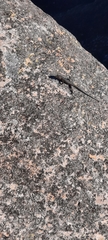 Hemicordylus capensis