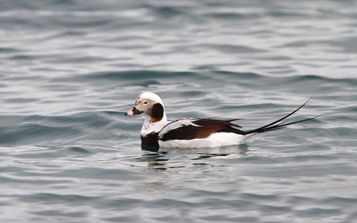 Pato havelda (Clangula hyemalis)