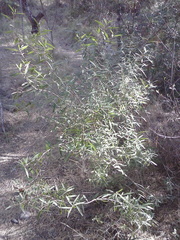 Phillyrea angustifolia