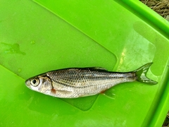 Alburnoides rossicus