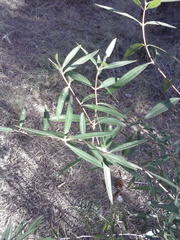 Phillyrea angustifolia