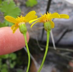 Cineraria lobata