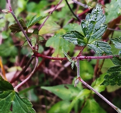 Geranium wilfordii