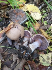 Thaxterogaster porphyropus