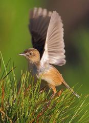 Cisticola cherina