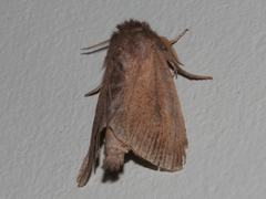 Bathytricha truncata