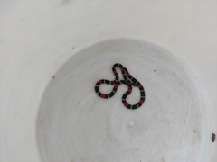 Micrurus dissoleucus