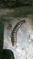 Rudiloria