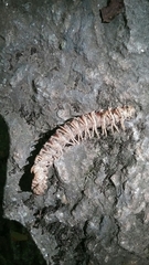 Rudiloria