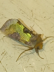 Diachrysia stenochrysis