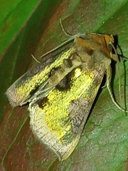 Diachrysia stenochrysis