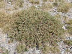 Astragalus thracicus