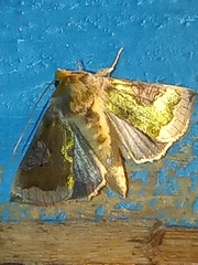 Diachrysia stenochrysis