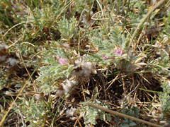 Astragalus thracicus