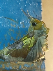 Diachrysia stenochrysis