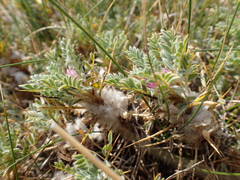 Astragalus thracicus