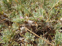 Astragalus thracicus